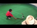 Kid Fighting Snake Bitten in Nuts