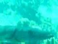 UNDER-WATER-PORN