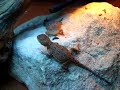 Earless Dragons - Nodding