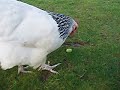 Hens addicted to grapes 2! Hens addicted to grapes 2!