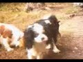 Susi und die Strolche