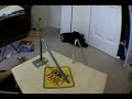Cam First Day of Fingerboarding Cam First Day of Fingerboarding