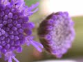 salpedi-Macro Photography  (Part3)