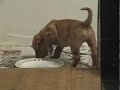 Haddock Lab Puppies Haddock Lab Puppies