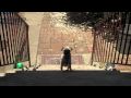 videos de TANK vs the Steps