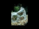 AGuarium - Itsy, Bitsy and Mitsy