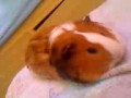 Porquinho com sono