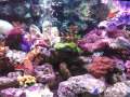 Marine Tank 14
