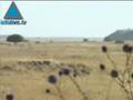 Has Olmert Agreed To A Full Withdrawl From The Golan Heights
