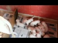 18 Günlük Ama Sinir Küpü Dogo Argentino Yavruları :)