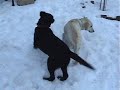 Chelsea the Yellow lab meets the boys next door