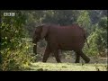 bbc: elephant massacre memory   elephant cave