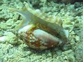 Live Strombus Taurus Live Strombus Taurus