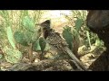 Roadrunner -- Correcaminos Roadrunner -- Correcaminos
