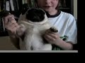 Crazy Pug Crazy Pug