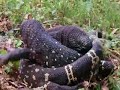 Mexican beaded lizard grappling from Life in Cold Blood Mexican beaded lizard grappling from Life in Cold Blood