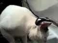 Gat aqu�fil
