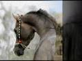 le plus beau cheval