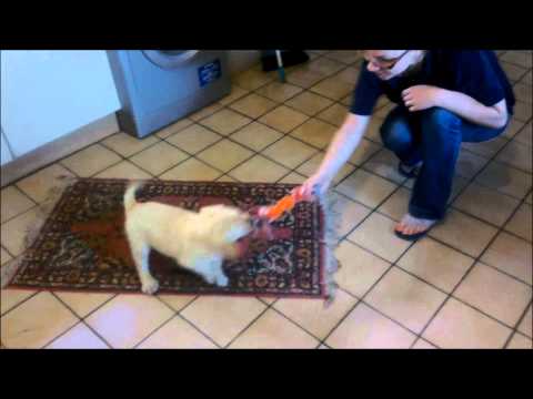 Labrador retriever puppy – Max playing