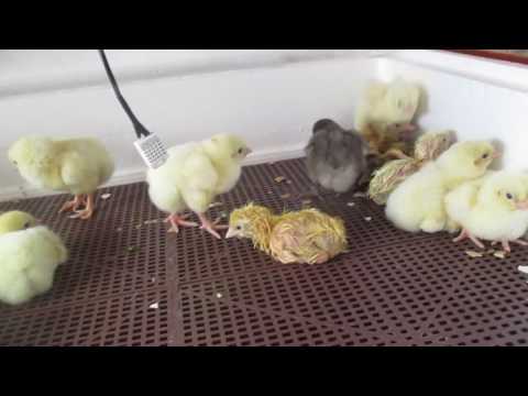 Итоги 1-ой пробной инкубации цыплят в Умной наседке