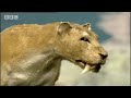 BBC: Saber Tooth Cat Prey - Ice Age Death Trap
