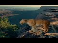 BBC: Saber Tooth Cat Prey - Ice Age Death Trap