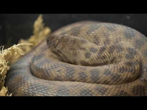 YouTube reptile video