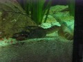 Cherax Hoa Creek H�utung