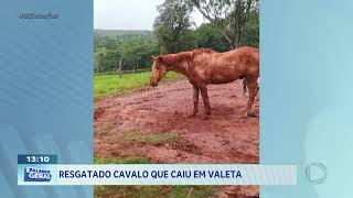 Taquarituba: resgatado cavalo que caiu em valeta
