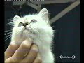 Esposizione Felina di Genova 2008 a Studio Aperto