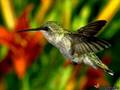���� - Birds