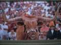 BEVO 13 TRIBUTE