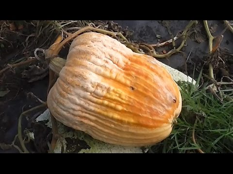 how to grow odd shaped pumpkins