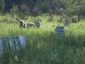 PaintBall en unquillo