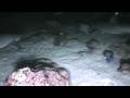 Cocos Night DIve