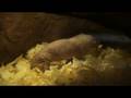videos de Philadelphia Zoo Naked Mole Rats Wednesday Afternoon