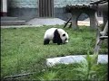 Baby pandas at Wolong Nature Reserve Baby pandas at Wolong Nature Reserve