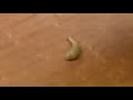 Zit Compilation, Beurk, Merci Yuki