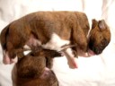 Boxer pup Camaro in dromenland