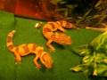 videos de leopar gecko setup p2