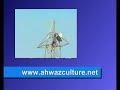 ahvaz-  al-ahwaz- iran-iraq-abadan-