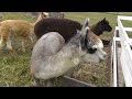 Click here to watch this video 2011年11月5日 剣淵町ビバアルパカ牧場 チョッパー