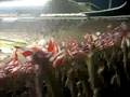 Zvezda Rangers na Marakani 0:0