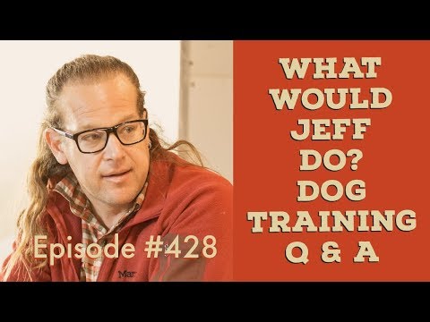 Stop Dog Barking | E collar training tips | What Would Jeff Do? Dog Training Q&A #428