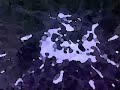 Royals - Breeze