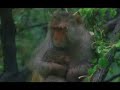 Ministry of Social Affairs -- Lebanon -- Animals