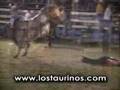 LOS TAURINOS MONTA TOROS COSTA RICA TORO EL ROSARIO
