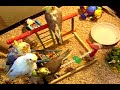 Baby Cockatiels
