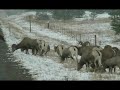 Big Horn Sheep, Thompson Falls MT.
