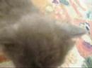Tammys Litter 2008
